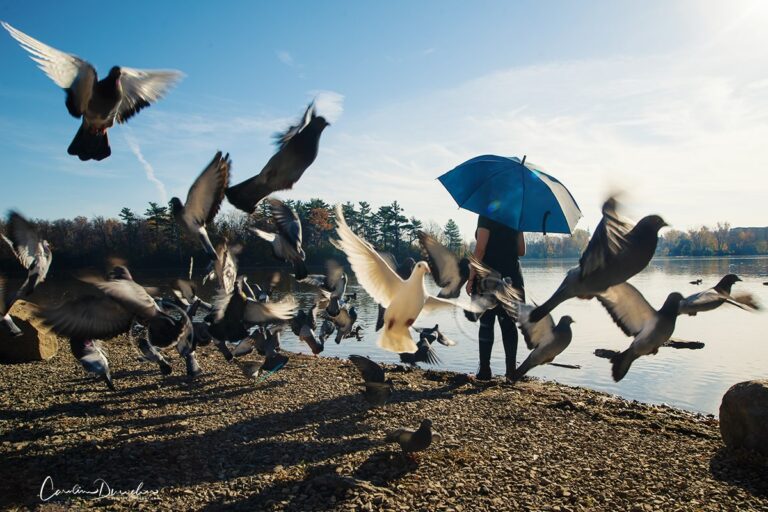 Pigeons